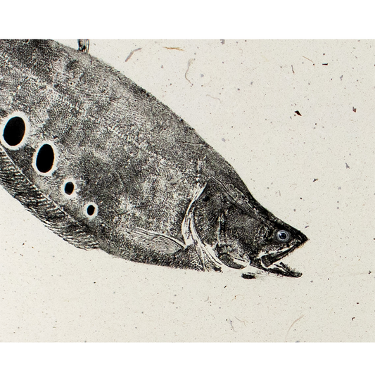 Knife Fish - 24in x 17in