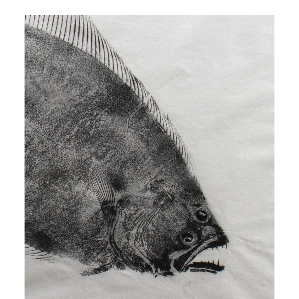 Summer Flounder (Fluke) - 28in x 29in