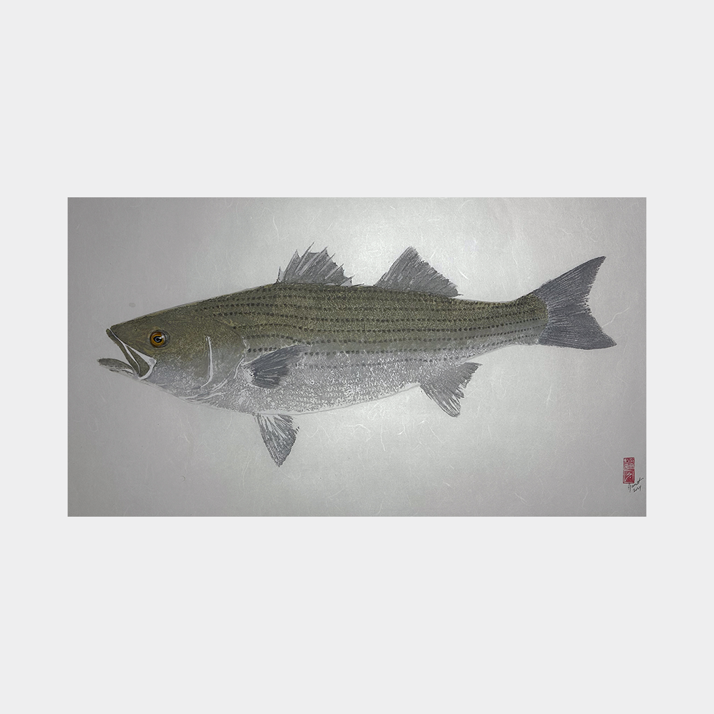 Striped Bass No. 4 - 30in x 18in