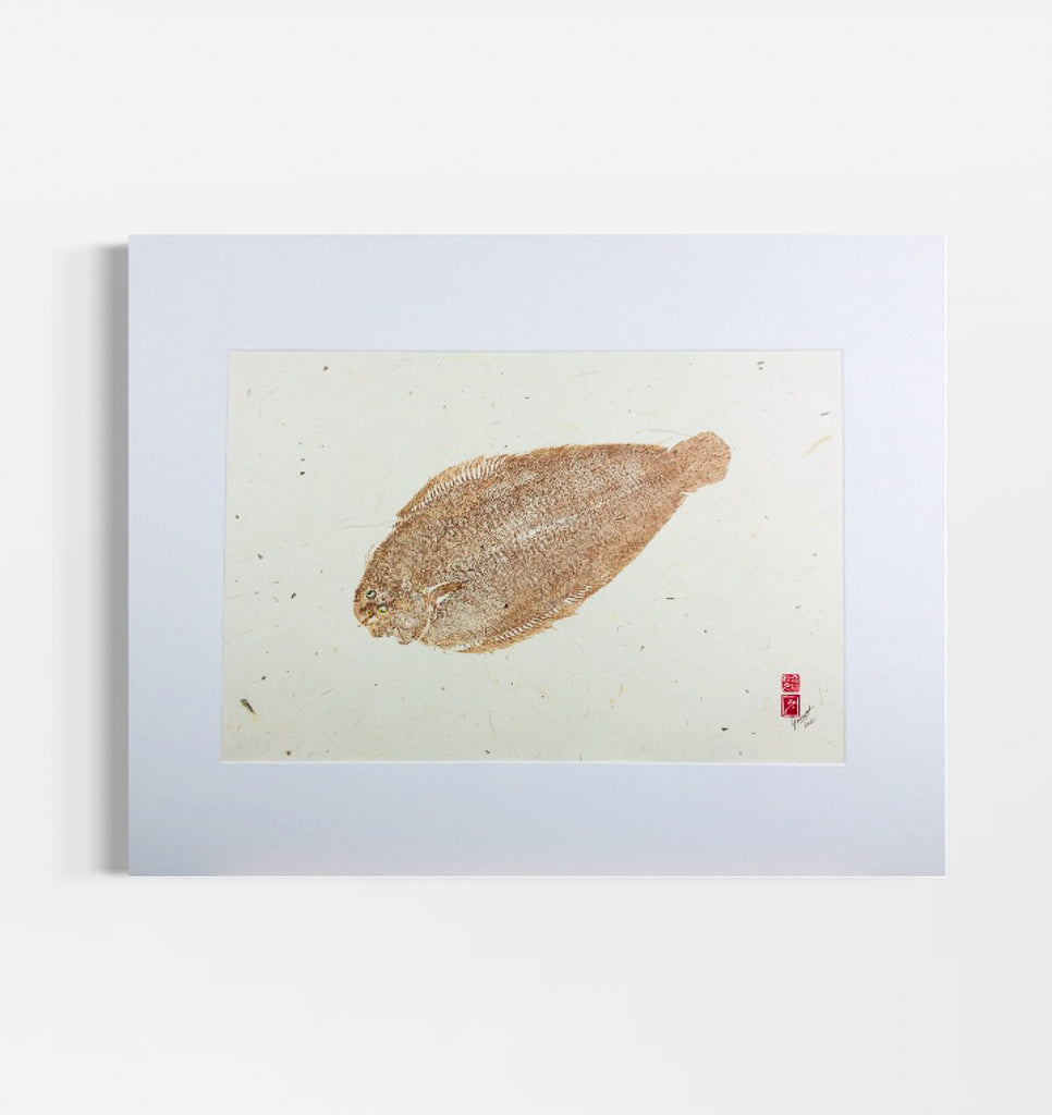 Dover Sole - 22in x 15in