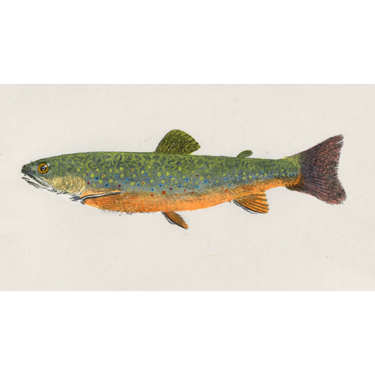 Allagash Brook Trout No. 1 - 14in x 9in