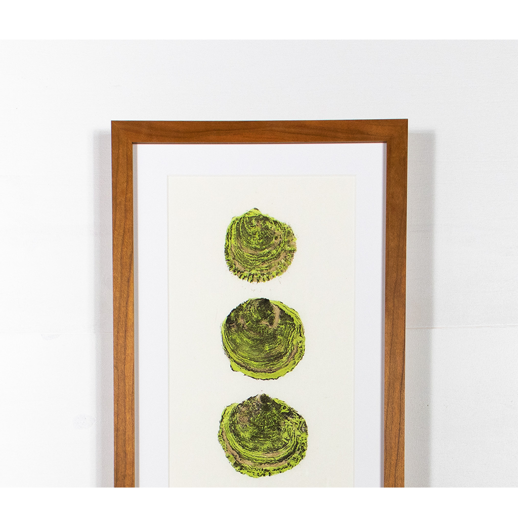 Maine Belon Oysters - 12in x 27.5in