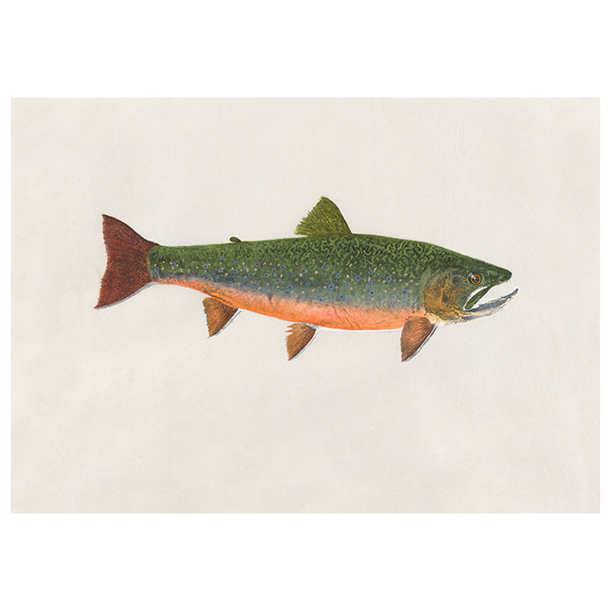 Brook Trout No. 5 - 21in x 12in