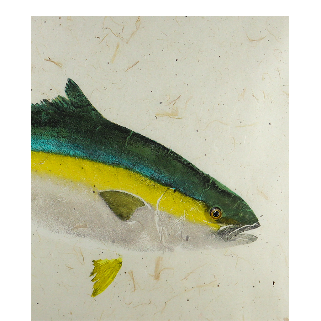 Hiramasa (Yellowtail) - 37in x 29.5in
