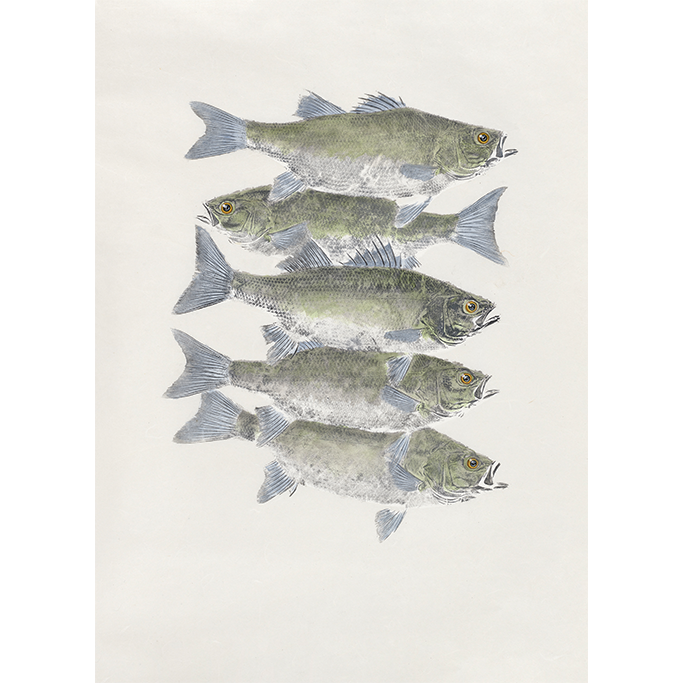 Sea Bass No. 1 - 27in x 32in