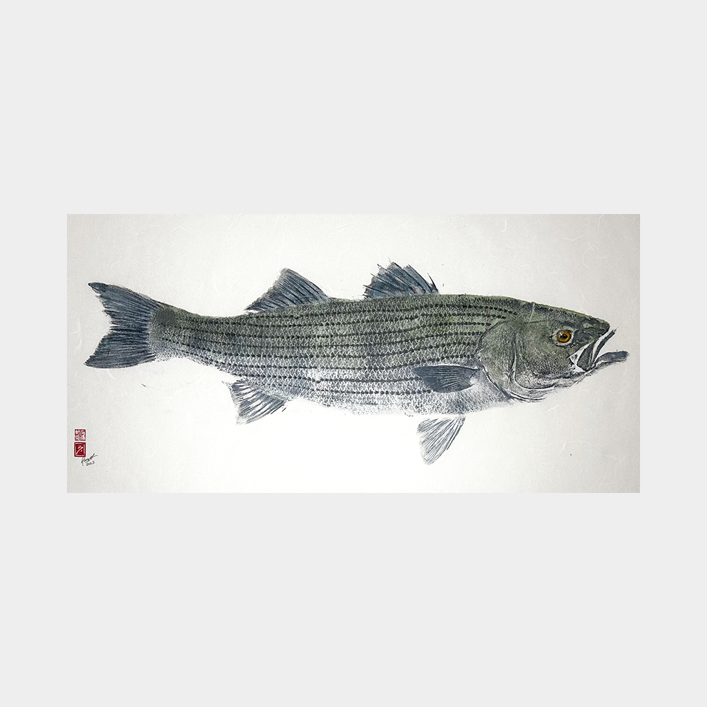 Striped Bass No. 3 - 31in x 15.5in