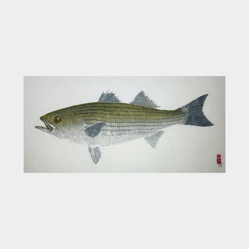 Striped Bass No. 6 - 30.5in x 16in