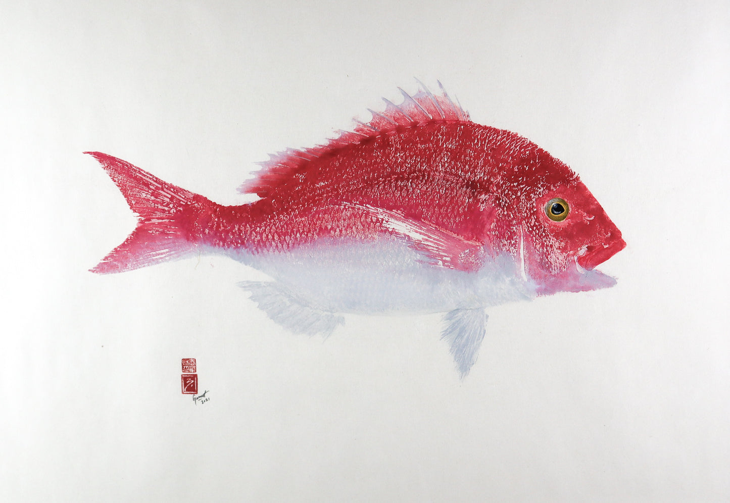 Red Snapper -  30in x 22in