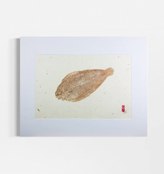 Dover Sole - 22in x 15in
