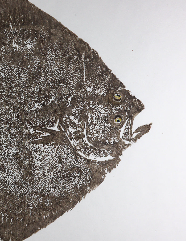 North Atlantic Turbot - No. 2 30in x 22in